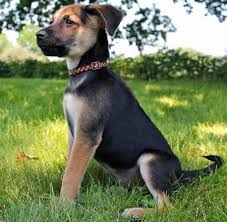 It has brown eyes, a long tail, and can vary a lot in size and color. Allay Your Concerns With This Advice Related To Dogs 101 Pet Dogs Shepherd Mix Puppies German Shepherd Mix Mixed Breed Dogs