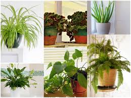 Discover a range of rustic planters for your home from cox & cox. Pothos 6 Houseplants That Are Well Suited For Bathrooms Times Of India