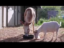 Watch This Lonely Goat Reunite With His Best Friend Animals Friendship Cute Animals Animals Friends