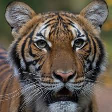Последние твиты от bronx zoo (@bronxzoo). Bronx Zoo Tiger Has Tested Positive For Covid 19 Nature And Wildlife Discovery