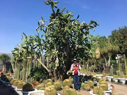 Sheng Yuan Cactus Garden Tianwei Highway Garden Changhua Taiwan Amwf Couple Cactus Garden Garden Asia Travel
