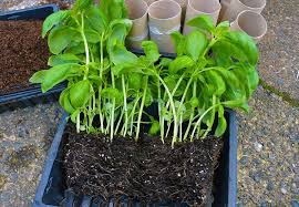 How To Divide And Grow Supermarket Basil Lovely Greens