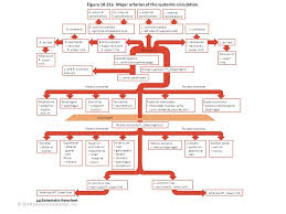 As the two heart tubes fuse to form a single endocardial heart tube, the two primitive aortas fuse to from the aortic sac. Arterial System Flow Chart Cancar