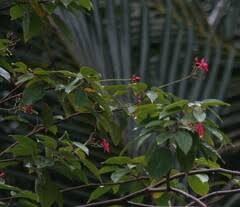 Image result for Jatropha campestris