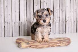 Black And Tan Yorkie Poo Full Grown Yorkie Poo Puppies For Sale Puppies Online Oh Yorkie Poo Yorkie Yorkie Poo Puppies