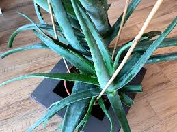 Auf welche merkmale du beim kauf achten musst erfährst du hier. á'• á' Aloe Vera Pflanze Kaufen Angebote Tipps