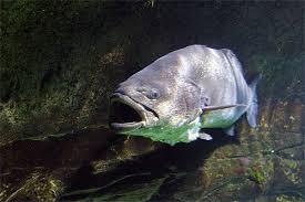 Maigre Maigre Poisson Predateur
