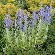 Image result for perovskia atriplicifolia 'little spire'