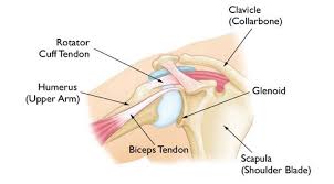 The tendons and the muscles come next. Biceps Tendinitis Orthoinfo Aaos