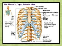 Learn about anatomy sternum ribs with free interactive flashcards. Ribs And Sternum Anatomy Anatomy Drawing Diagram