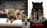 What breed of cat was Church in the Pet Sematary? | Yahoo ...