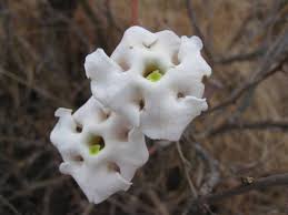 Image result for Sesamothamnus lugardii