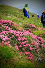 Camera 111 (la mezanin) pentru numarul de inregistrare. DrumeÈie Cu Rhododendron MunÈii Rodnei Vf RoÈu Èi Ineu Terramont Cluj Napoca 10 July 2021