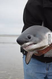 We did not find results for: Baby Great White Shark Is A Cute Little Death Machine 9gag