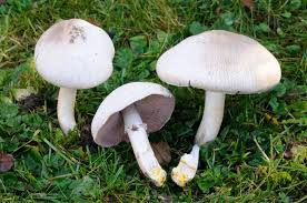 Pilze Sammeln Mein Schoner Garten