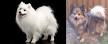 German Spitz | Dog Breed Facts and Information - Wag! Dog ...