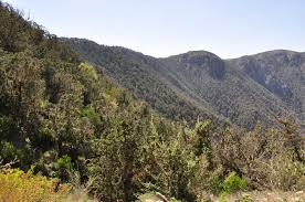 Image result for Pyrostria phyllanthoidea