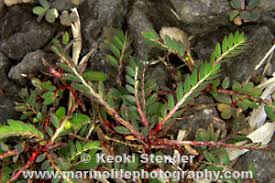 Image result for Phyllanthus beillei