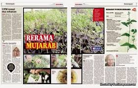 Mariposa christia vespertillonis asal : Daun Ajaib Rerama Hijau Penawar Kanser Dan Penyakit Kronik Sentiasa Panas