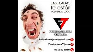 Fumigaciones Tijuana