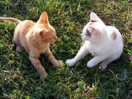 Some female cats are regular spitfires. Cats Not Getting Along Tips To Get Them To Stop Fighting Each Other Pethelpful By Fellow Animal Lovers And Experts