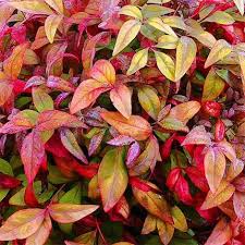 The nandina shrub needs very little to no maintenance. Nandina Firepower Baucom S Nursery