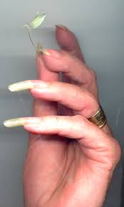 Image result for Ecbolium amplexicaule