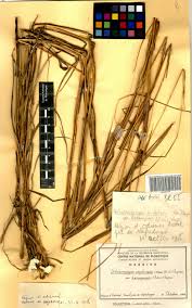 Image result for Diheteropogon amplectens