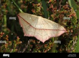 Image result for Timandra griseata