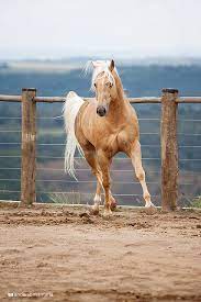 542 Best Images About Horse Ing Around On Pinterest Horse Racing White Horses And Ponies