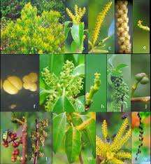 Image result for Excoecaria