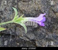 Image result for Barleria lancifolia
