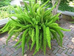 Asparagus Densiflorus Meyeri Syn A Meyeri House Cons Plug Plant Rare Asparagus Fern Shade Plants Plants