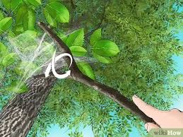 How To Get Rid Of Web Worms 10 Steps With Pictures Wikihow