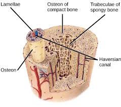 Find the perfect cross section bone stock photo. Structure Of Bones Biology For Majors Ii