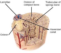 Compact bone diagram long bone compact bone and spongy bone youtube. Structure Of Bones Biology For Majors Ii