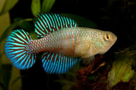 Image result for Hylebates cordatus