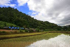 Cvs.com® is not available to customers or patients who are located outside of the united states or u.s. Rice Production In Thailand Wikipedia