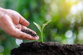 Affordable and search from millions of royalty free images, photos and search 123rf with an image instead of text. 37 883 Sapling Photos Free Royalty Free Stock Photos From Dreamstime