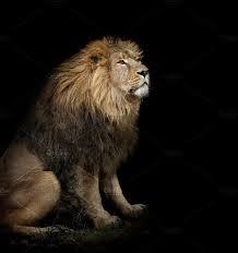 Lion On Black Lion Animal Photo Funny Animal Photos