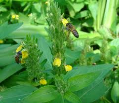 Image result for Justicia flava