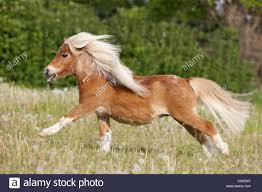 33 kleines pferd bizarr bilder und fotos getty images from media.gettyimages.com the falabella horse is a miniature horse but it is not a pony, as it often happens to feel. Falabella Pferd Im Galopp Auf Einer Wiese Stockfotografie Alamy
