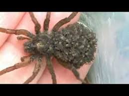 Female Wolf Spider With Babies On Her Back Insectos Naturaleza Belleza