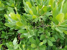 Image result for Myrica salicifolia