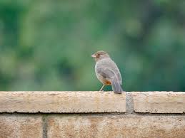 Check spelling or type a new query. Top 10 Birds In California Audubon California