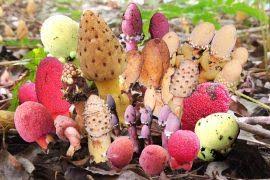 Image result for Maerua edulis