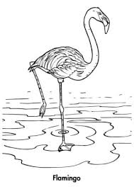 Download 30 Free Flamingo Coloring Pages Printable