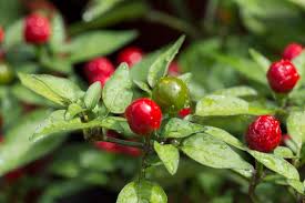 Image result for Capsicum annuum