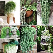 Hanging Succulents Hanging Succulents Balcony Hanging Plants Hanging Plants