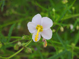 Image result for Kosteletzkya grantii